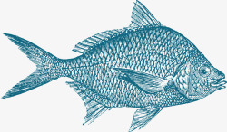 扁平海洋鳊鱼素材