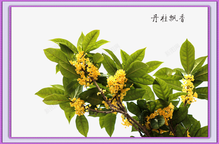 金黄色的桂花开png免抠素材_88icon https://88icon.com 中秋桂花 五百丈 月中 有桂树 高