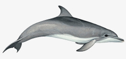 卡通海洋海豚动物素材