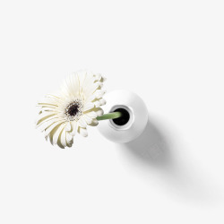 花瓶盛开白色花朵素材