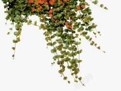 绿色藤蔓装饰图案素材