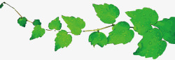 绿色树叶藤蔓矢量图素材