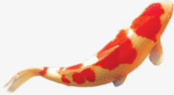 红色斑纹游动鲤鱼中秋素材