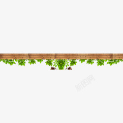 蔓藤植物木板蔓藤高清图片