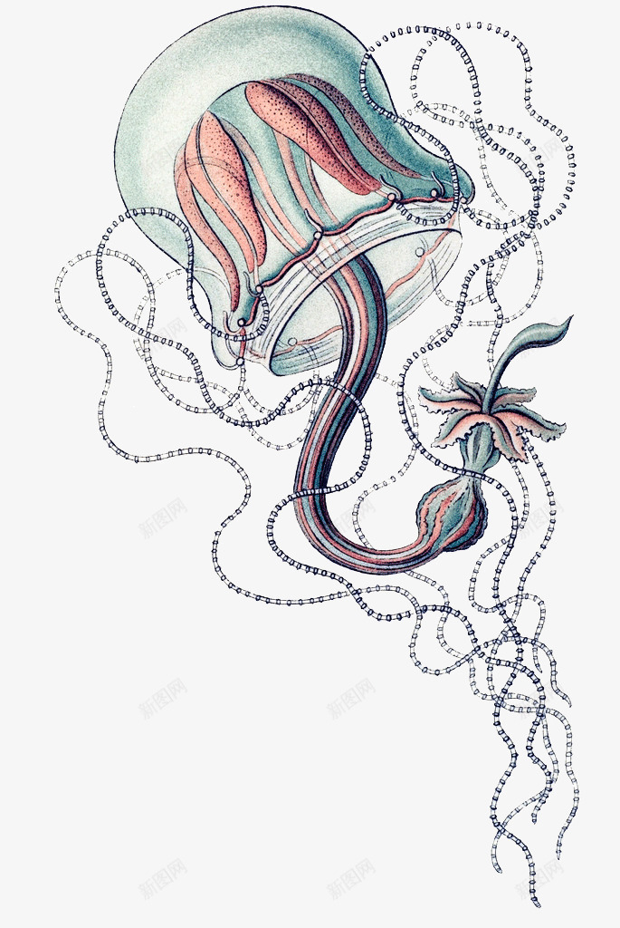 卡通海洋水母png免抠素材_88icon https://88icon.com 创意水母 弯曲线条 手绘水母 海洋 红色水母 花纹水母