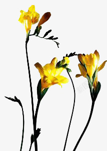黄色小花印花底纹素材