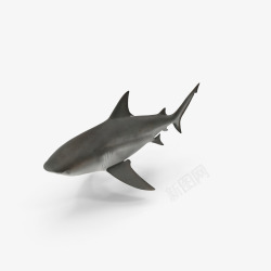一只大鲨鱼素材