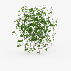 鲜绿鲜绿色藤蔓垂吊植物高清图片