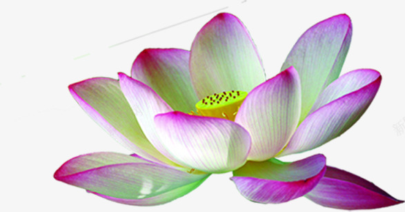 中秋节粉白色花朵国庆png免抠素材_88icon https://88icon.com 中秋节 国庆 粉白色 花朵