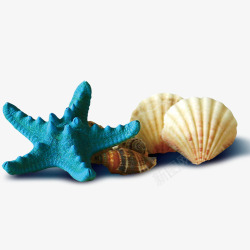 海星贝壳素材
