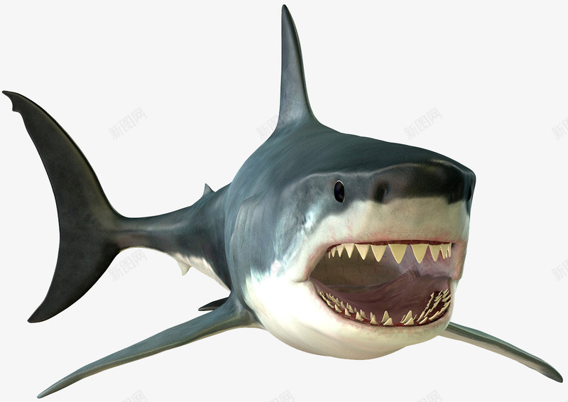 冷血动物大白鲨png免抠素材_88icon https://88icon.com 嗜血 大白鲨 海洋生物 牙齿