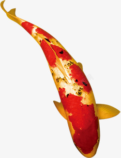 红色斑纹鲤鱼中秋素材