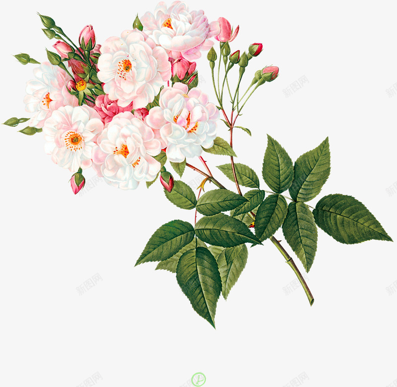 合成绘画白色红色花卉植物效果png免抠素材_88icon https://88icon.com 合成 效果 植物 白色 红色 绘画 花卉