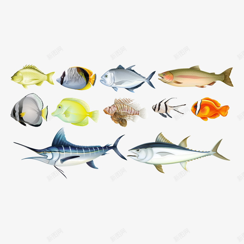 各种各样的鱼png免抠素材_88icon https://88icon.com 卡通鱼 水中生物 海洋生物 海洋鱼 海鱼 矢量鱼 鱼 鱼儿