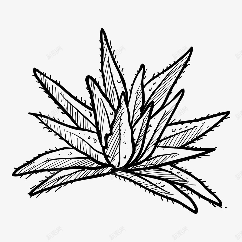 线描芦荟png免抠素材_88icon https://88icon.com 植物 粗线条 线描芦荟 绘画 绿色 自然 芦荟 装饰图案