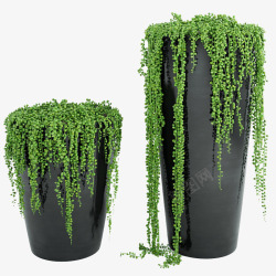 黑色盆栽绿色藤蔓垂吊植物素材