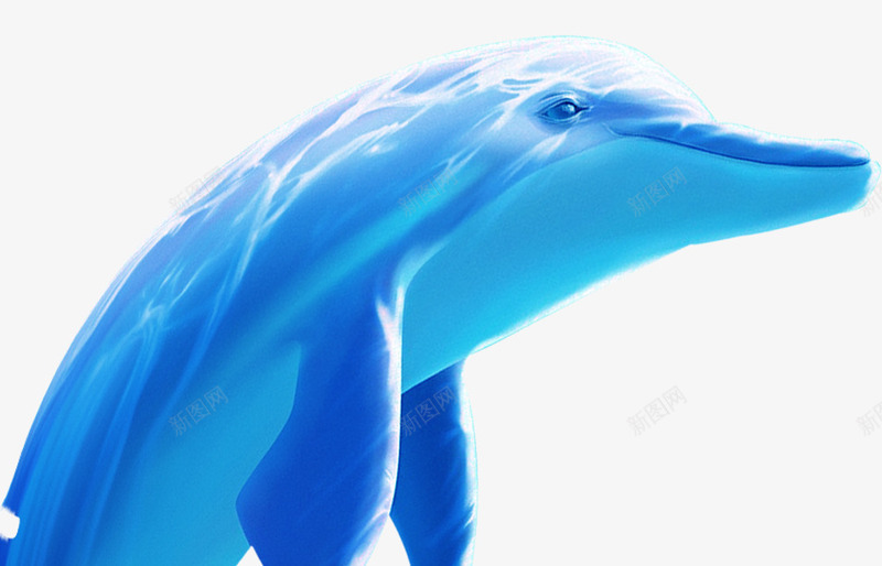 蓝色的海洋海豚png免抠素材_88icon https://88icon.com 实物 海洋 海豚 蓝色 蓝色海洋