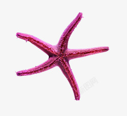 粉红色的海星素材