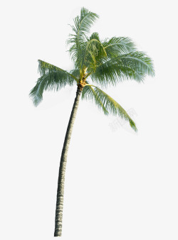 高耸椰子树素材