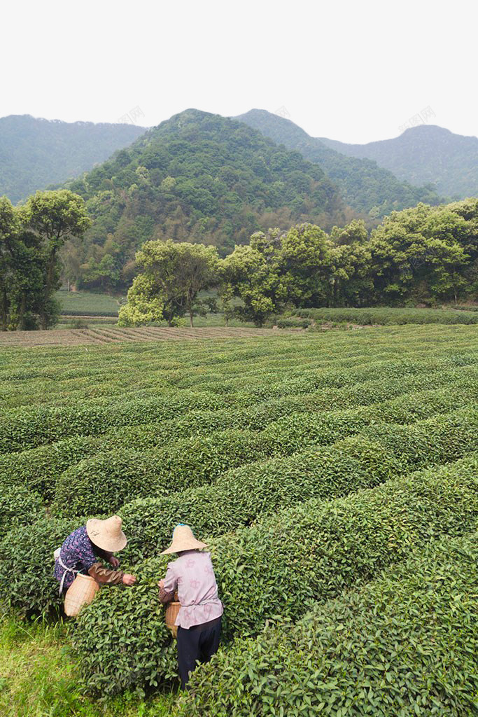 绿色茶田png免抠素材_88icon https://88icon.com 山林 树木 植物 绿色 茶田