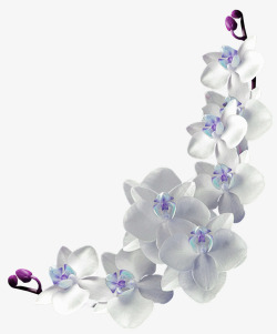 白色清新花藤装饰图案素材