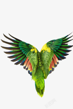 展翅飞翔的彩色大鸟素材