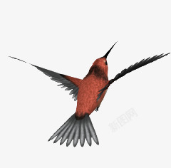 红色鸟类动物飞翔素材