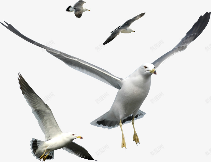 展翅大雁飞翔png免抠素材_88icon https://88icon.com 大雁 展翅 飞翔