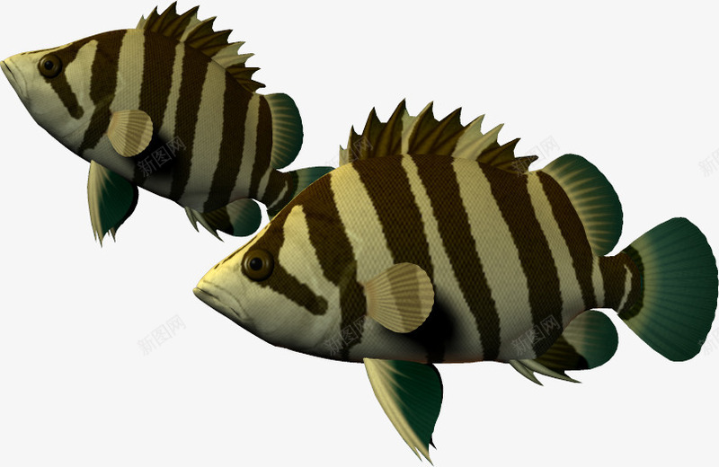 海底海洋生物鱼png免抠素材_88icon https://88icon.com 3D 3d卡通 斑马鱼 条纹鱼 海底 海洋 海洋动物 海洋图片 鱼 鱼类