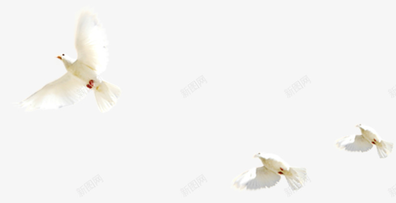 清新白色飞翔的白鸽装饰png免抠素材_88icon https://88icon.com 清新 白色 白鸽 装饰 飞翔