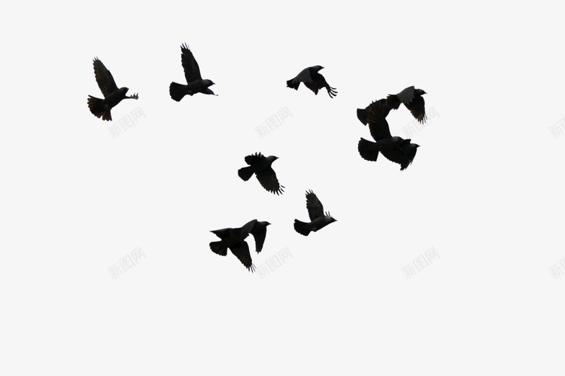黑色鸟形状飞翔动物png免抠素材_88icon https://88icon.com 动物 形状 飞翔 黑色