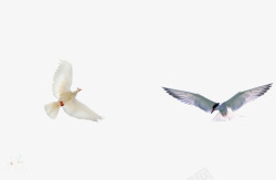 飞翔的鸽子1素材