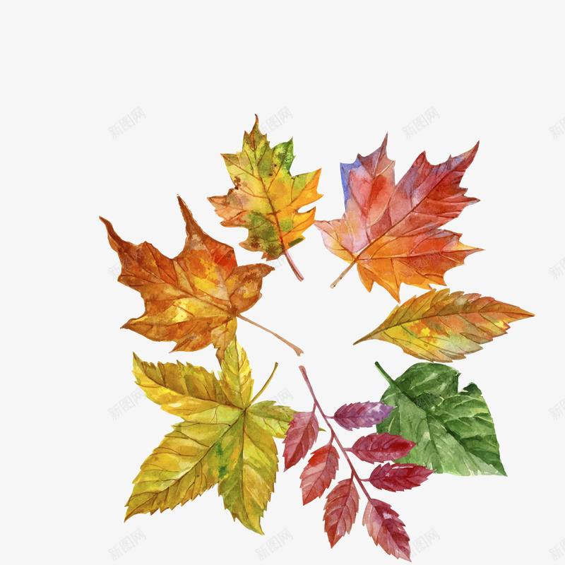 水彩绘秋季树叶框架png免抠素材_88icon https://88icon.com 图案 手绘 树叶 植物 水彩 秋季 边框