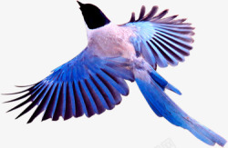 飞翔蓝色鸟类素材