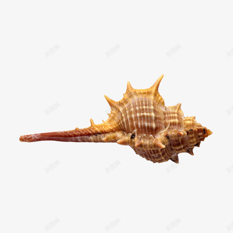 海鲜海洋生物水产png免抠素材_88icon https://88icon.com 水产 海洋 海鲜 生物