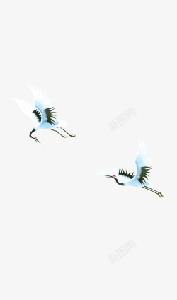两只白鹤自由飞翔素材
