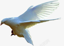 白色展翅飞翔白鸽素材