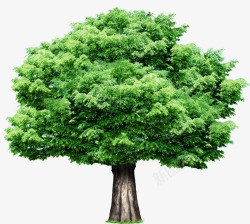 绿色创意摄影大树树木素材