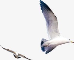 合成风景创意合成风景海边飞翔的海鸥高清图片