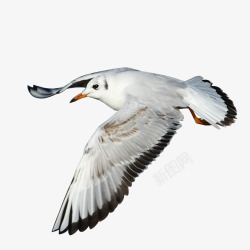 灰色禽类自由飞翔白灰色鸥高清图片