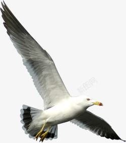 创意摄影海边飞翔的海鸥展翅素材