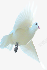 白色纯洁在海上飞翔的白鸽素材