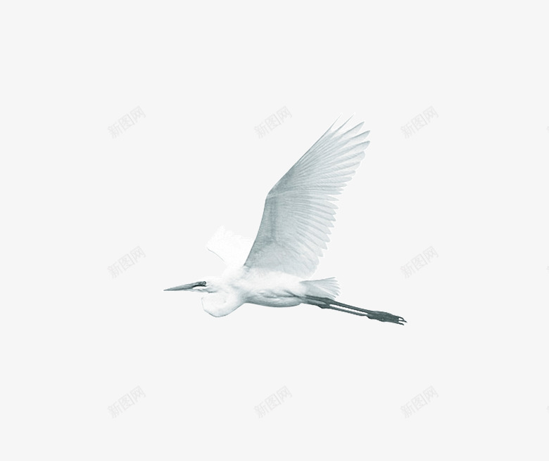 纯白色飞翔的鸟png免抠素材_88icon https://88icon.com 产品实物 飞翔的鸟 鸟类