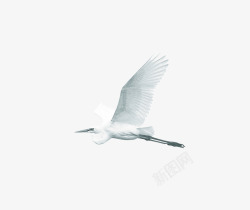 纯白色飞翔的鸟素材
