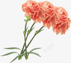 橙色康乃馨花朵植物素材