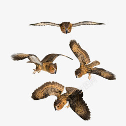 各种飞行姿势的猫头鹰素材