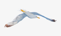 野生海鸟野生海鸥飞翔摄影高清图片