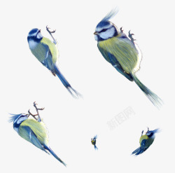 飞翔质感卡通涂鸦鸟素材