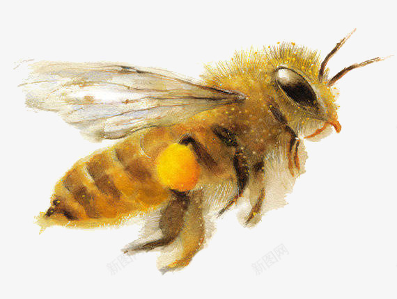 飞翔黄色蜜蜂png免抠素材_88icon https://88icon.com 昆虫 标本 蜂蜜 蜜蜂