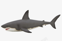 灰背憨厚的灰背大白鲨高清图片